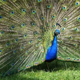 peacock-1435890_640
